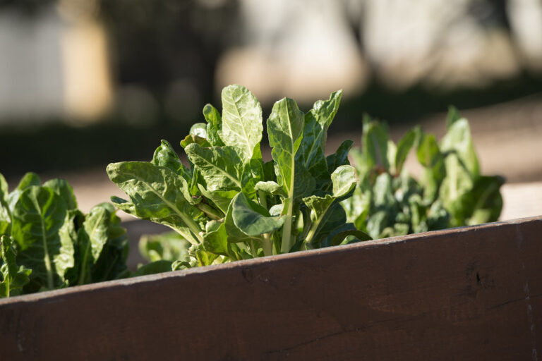 Leafy green vegetable plants growing in a raised wooden garden bed in sunlight
