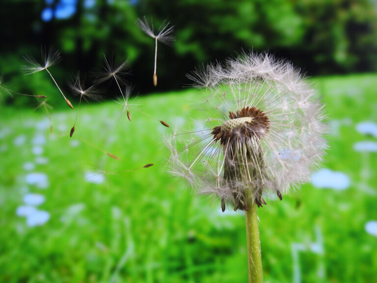 Dandelion seed head releasing fluffy seeds into the air above green grass