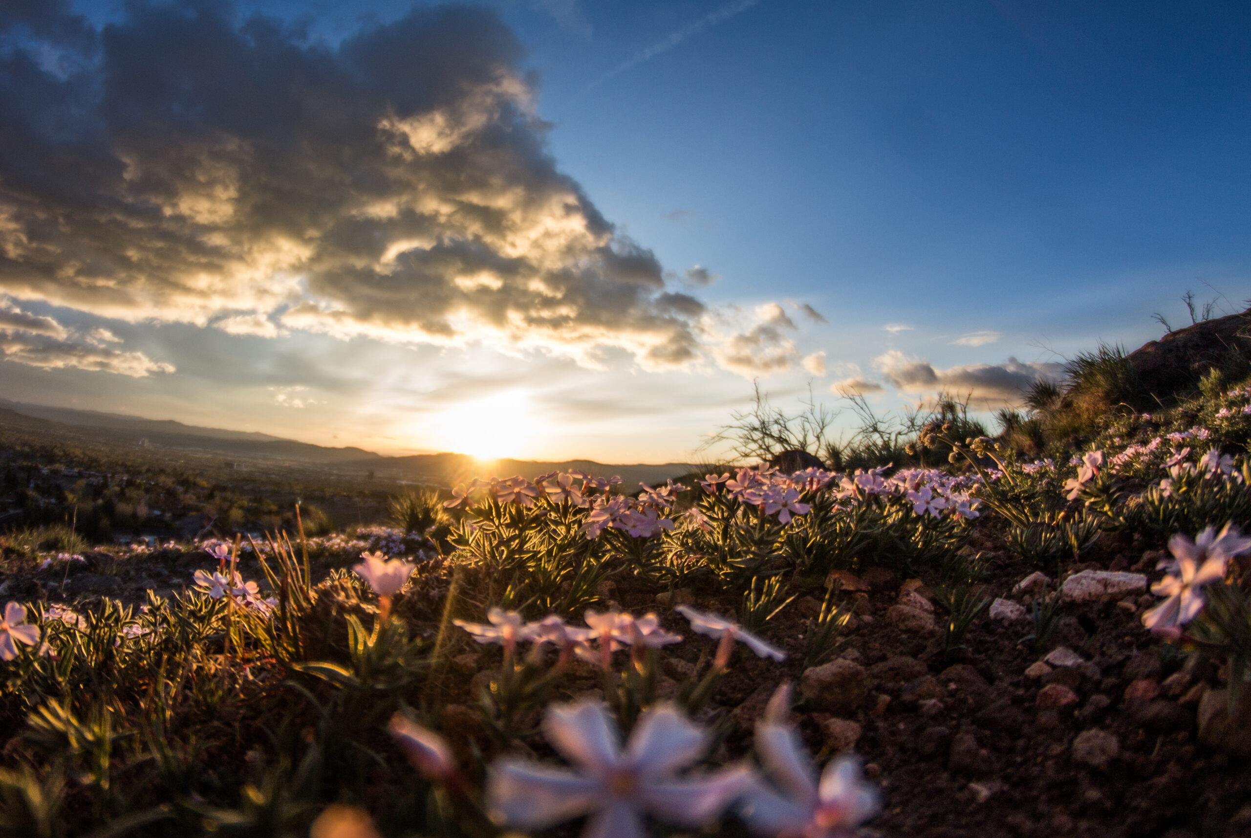Soft sunrise glowing over a meadow of small pink wildflowers under a cloudy sky